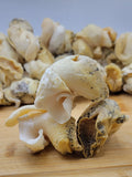 Whelk Meat (No Shell)