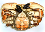 ROCK CRAB WHOLE COOKED - CANADA CLEARWATER BRAND
