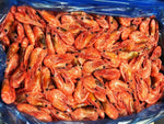 PANDALUS SHRIMP - BAFFINS