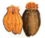 SEA CUCUMBER (Gutted Splits) 1 LB - CANADA